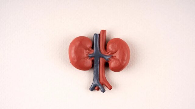 kidney-diagram.jpg