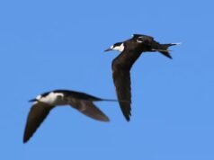 A ‘Web dos Animais’ tem novos olhos no espaço para em breve rastrear a vida selvagem de cima