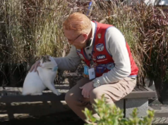 Quando uma gata da loja Lowe’s desapareceu, a equipe fez de tudo para encontrá-la