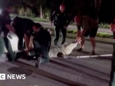 Policiais do momento disputam crocodilo de 600 libras em estrada na Flórida