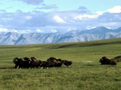 Nativos do Alasca desafiam os democratas e defendem pressão para reviver a perfuração no Ártico que Biden encerrou