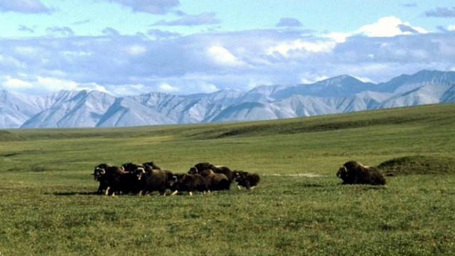anwr-and-ox.png