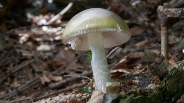 death-cap-mushroom.jpg