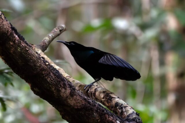 magnificent-riflebird-beauty-shot-1280x853.jpg