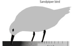 Humanos podem detectar objetos enterrados sem tocá-los, conclui estudo